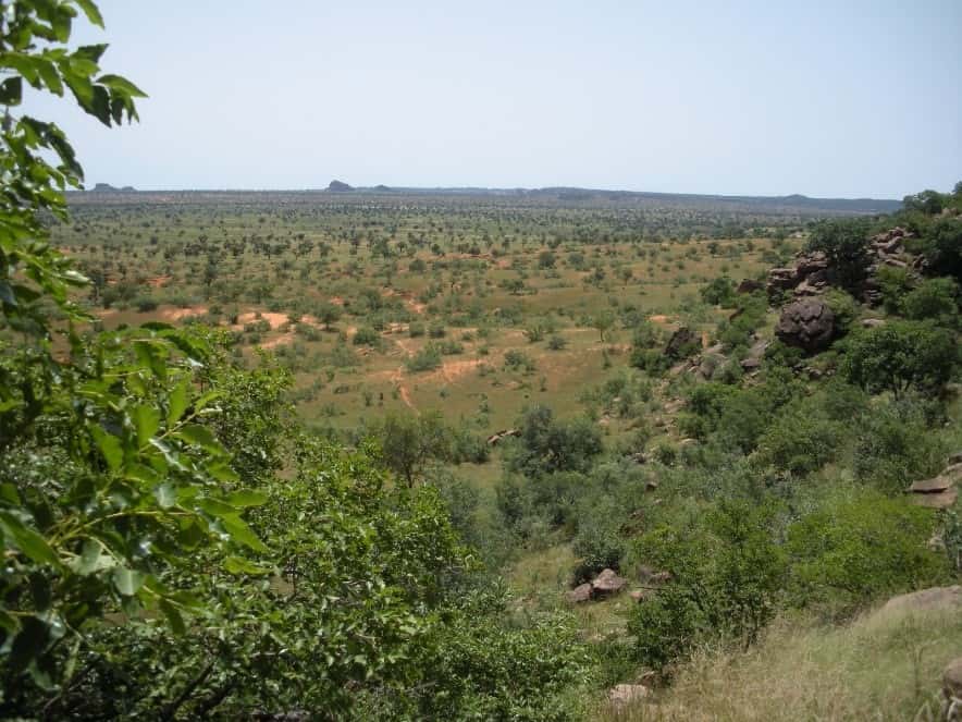 Peuplement d'arbres isolés dans le nord du Mali (Gourma). © Pierre Hiernaux, GET