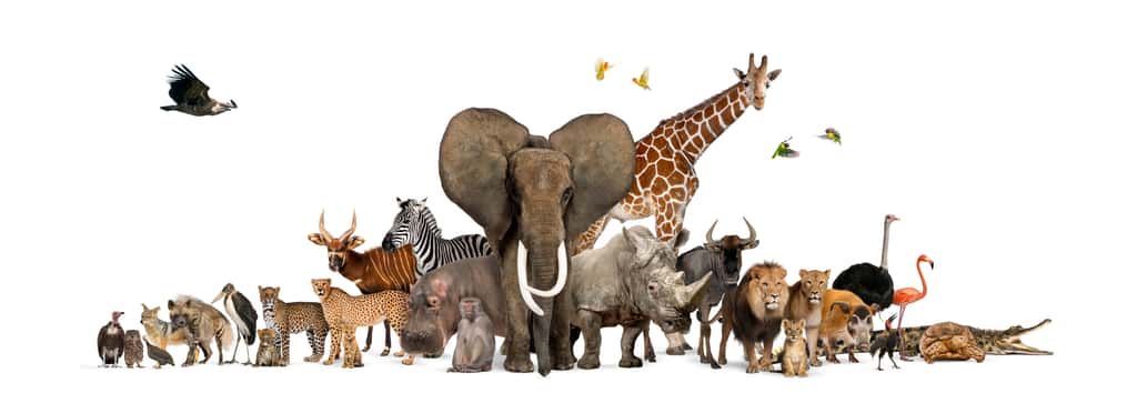 Une partie de la faune africaine. Une partie de ces espèces disparaîtra d'ici 2050. © Eric Isselée, Adobe Stock