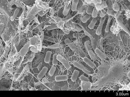 Les microbes se développent par milliards dans le système digestif. Ils peuvent influencer le métabolisme et la prise de poids. Lorsqu’une personne arrête de fumer, la composition de sa flore intestinale change ce qui entraîne une augmentation pondérale. © adonofrio, Flickr, cc by 2.0