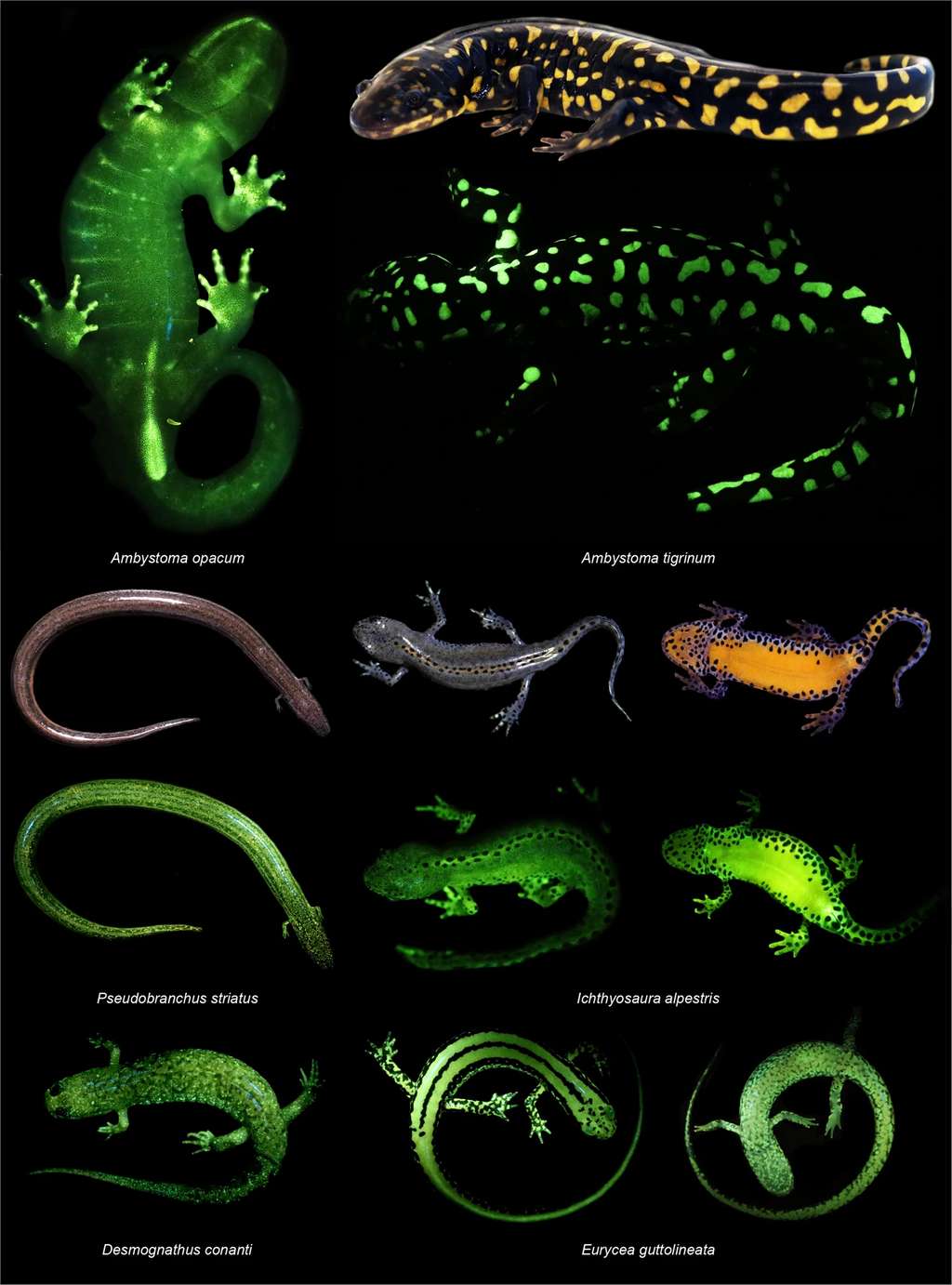 Les différentes espèces de salamandres biofluorescentes testées. © Jennifer Lamb, Matthew Davis, <em>Scientific Reports</em>