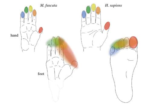 Les Hommes (<em>H. sapiens</em>) comme les macaques japonais (<em>M. fuscata</em>) ont cinq doigts et cinq orteils physiquement indépendants les uns des autres. Chaque doigt de la main a sa propre représentation dans le cortex sensorimoteur primaire des deux primates. Elles sont identiques entre les deux espèces (voir le code couleur). Au niveau des orteils, les couleurs sont mélangées chez le macaque, car il n’existe qu’une seule représentation somatotopique des doigts de pieds. Chez l’Homme, le gros orteil est indépendant des quatre autres orteils. © Riken