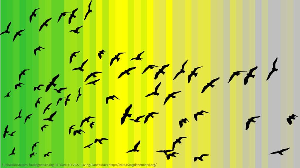 Les bandes colorées du déclin des oiseaux à partir de 1970. © Miles Richardson, Living Planet Index