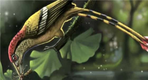 Le petit oiseau coloré avait des dents. Il vivait au Gondwana il y a environ 115 millions d'années, au milieu des dinosaures, et appartenait à une grande famille d'animaux à plumes. © Deverson Pepi, capture vidéo via Live Science