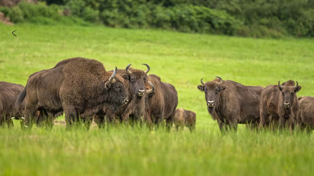 Les bisons d'Europe réintroduits en Roumanie ont un impact encore plus grand sur la végétation que ce que les chercheurs pensaient. © Szymon Bartosz, Adobe Stock