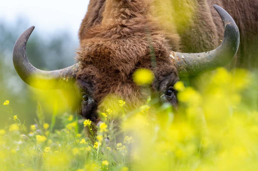 Un troupeau de bisons a permis de séquestrer une quantité énorme de carbone dans le sol. © bchyla, Adobe Stock