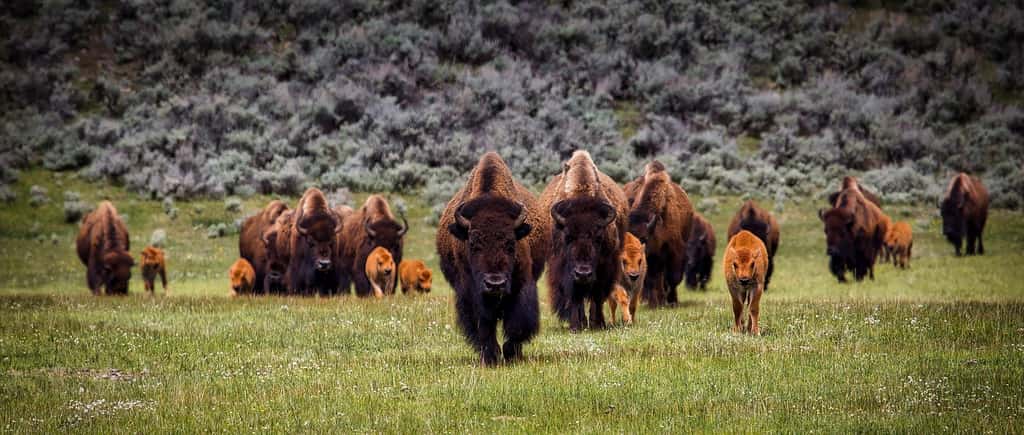 Les bisons de Yellowstone sont comme cloisonnés en raison des nombreuses routes qui entourent le parc. © 12019, Pixabay