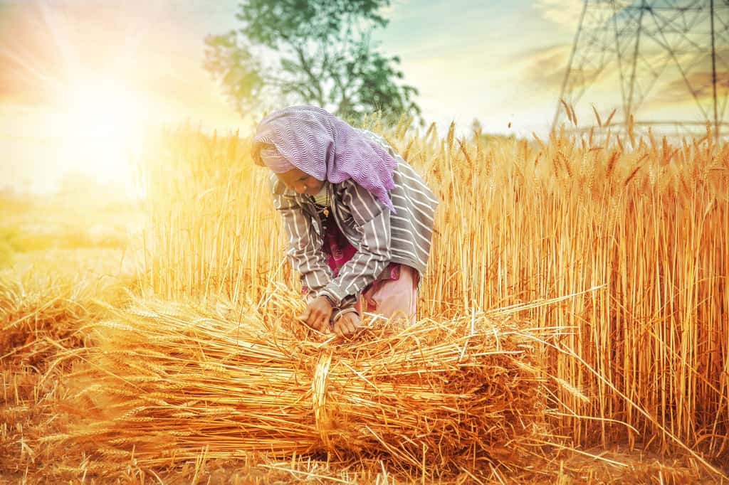L'Inde, 2<sup>e</sup> producteur mondial de blé, est l'un des pays dont les cultures de cette céréale vont le plus s'effondrer en raison de la sécheresse. © blueaperture15, Adobe Stock