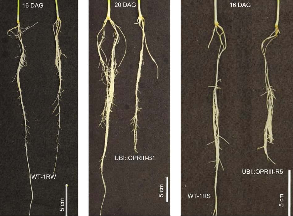 Les différentes tailles de racines au même stade de la croissance du blé en fonction des gènes sélectionnés par les chercheurs. © <em>Nature Communications</em>