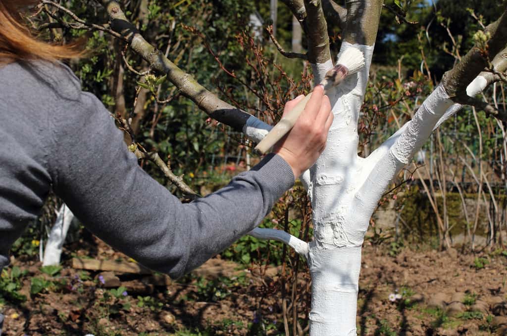 Badigeonner le blanc horticole à l'aide d'un pinceau ou d'une brosse sur le tronc des arbres et le départ des branches permet de les protéger des parasites et éventuelles maladies. © Aygul Bulté, Adobe Stock