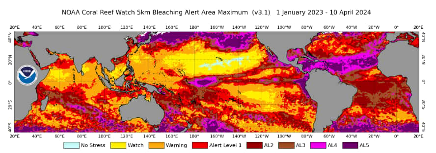 Le niveau de blanchissement des coraux entre le 1<sup>er</sup> janvier 2023 et le 10 avril 2024 : en violet, le niveau le plus élevé. © NOAA