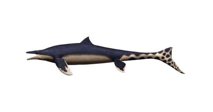 Le nouveau spécimen de mosasaure, surnommé « dragon bleu », était un mosasaure de la taille d’un grand requin blanc, avec une nageoire dorsale et de longues nageoires arrière. © Takumi