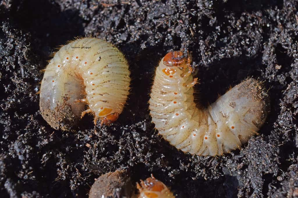 La larve de cétoine dorée, dodue, mais sacrément efficace dans le compost ! © Georges Blond, Adobe Stock