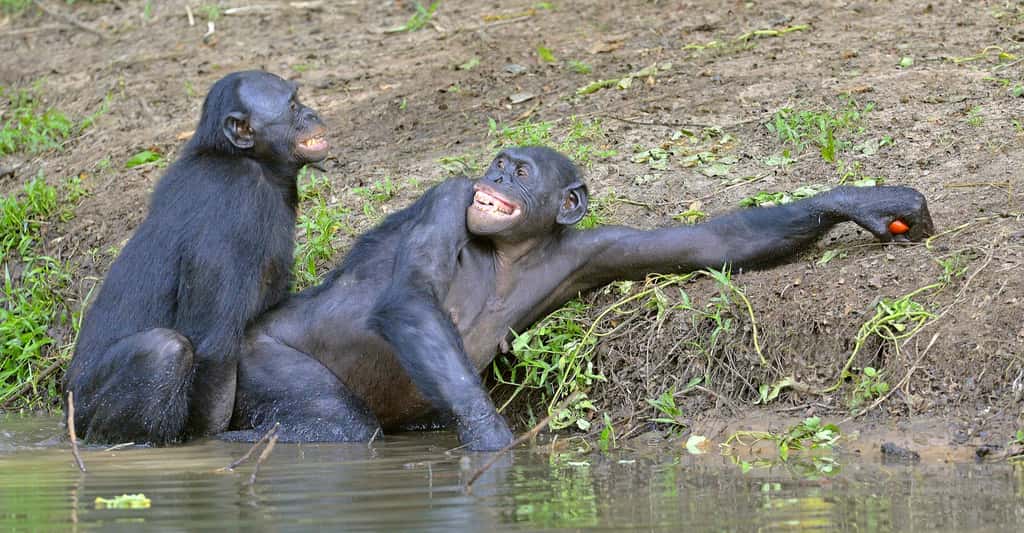 Les bonobos ont un os pénien d’environ 8 mm. © Sergey Uryadnikov, Shutterstock