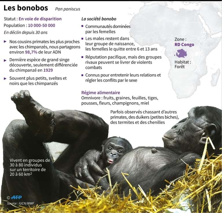 Quelques informations sur les bonobos. © John Saeki - AFP