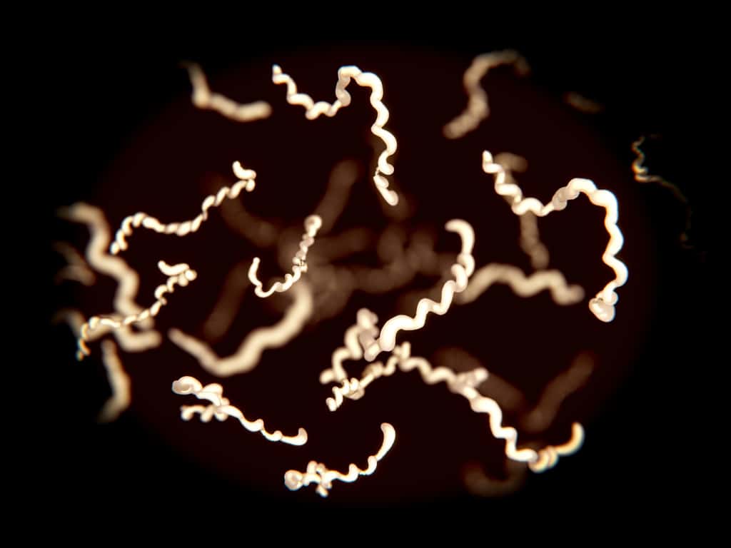 Illustration en 3D d'une bactérie<em> Borrelia</em>, reconnaissable par sa forme spiralée. Elle appartient à la famille des spirochètes, dont la forme hélicoïdale est l'une des caractéristiques. © Juan Gartner, Adobe Stock