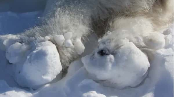 Un exemple de boules de glace empêchant les ours polaires de se déplacer. © Kristin Laidre, <em>University of Washington</em>