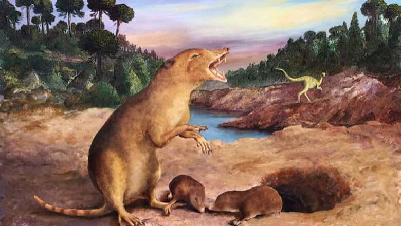 Voici ce à quoi aurait ressemblé le <em>Brasilodon quadrangularis </em>il y a 225 millions d'années. Il cohabitait avec les dinosaures et s'abritait dans des terriers. © <em>The Anatomical Society, Wiley</em>