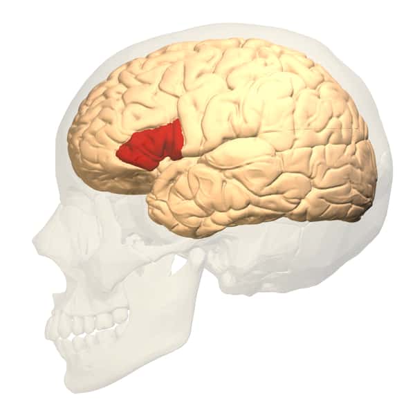 Située dans le cerveau, l'aire de Broca est l'aire motrice du langage. Elle se trouve à l'intérieur du cortex, dans le lobe frontal. © Database Center for Life Science, Wikimedia Commons, CC by-sa 2.1