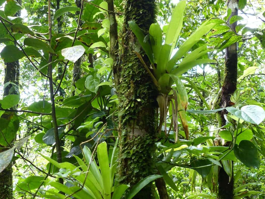 Broméliacées épiphytes en Martinique. © Mathieu Coulis 