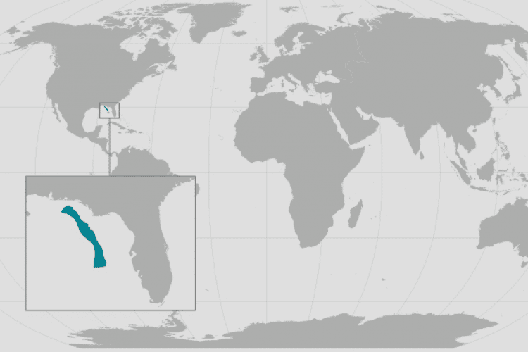 La population de rorquals de Bryde du golfe du Mexique vit dans une zone géographique très restreinte. Les scientifiques pensent qu'il s'agit d'une espèce à part entière qu'ils ont appelée baleine de Rice. © NOAA