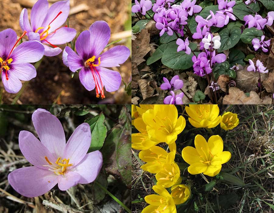 Floraison des bulbes de <em>Crocus sativus</em>, <em>Cyclamen coum</em>, colchique et sternbergia. © viperagp, Tony Baggett, AnRo0002, Engeser, Domaine Public
