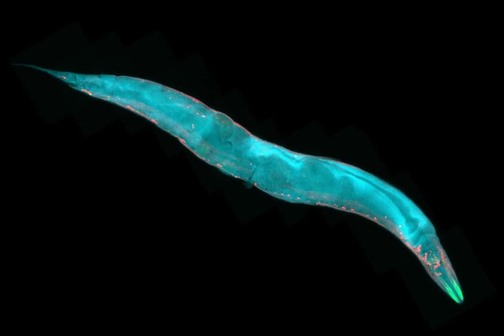 <em>Caenorhabditis elegans,</em> vu ici au microscope et colorisé, fait partie des animaux modèles utilisés pour des expériences <em>in vivo</em>. © heitipaves, Adobe Stock