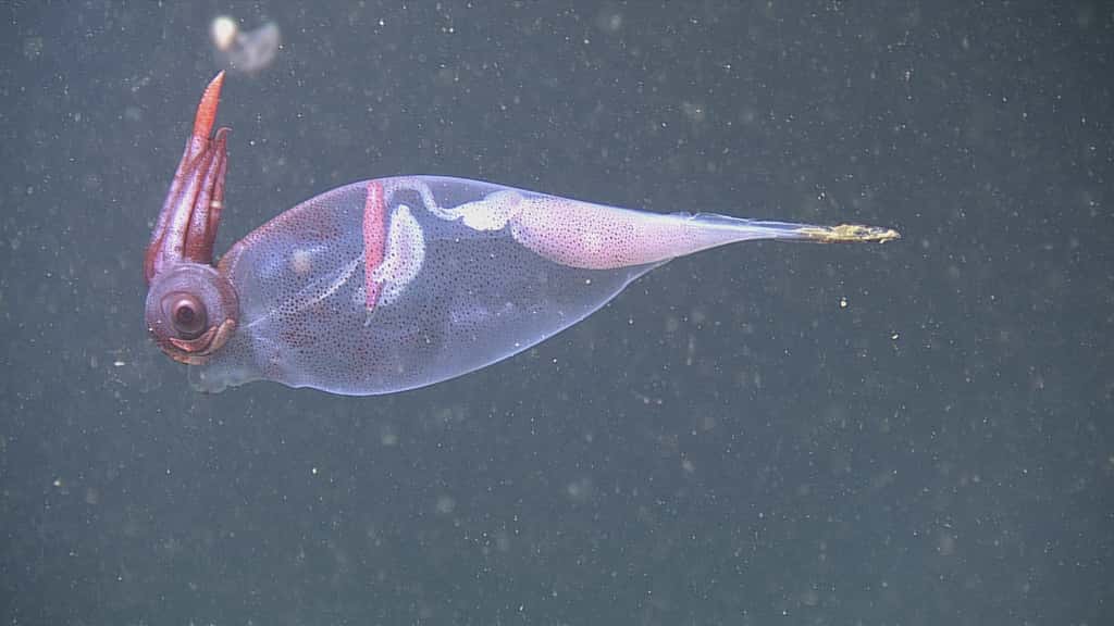 Un calamar cacatoès vu de profil, photographié au large de l'Oregon. © NSF-OOI/UW/CSSF, Dive R1752, V14