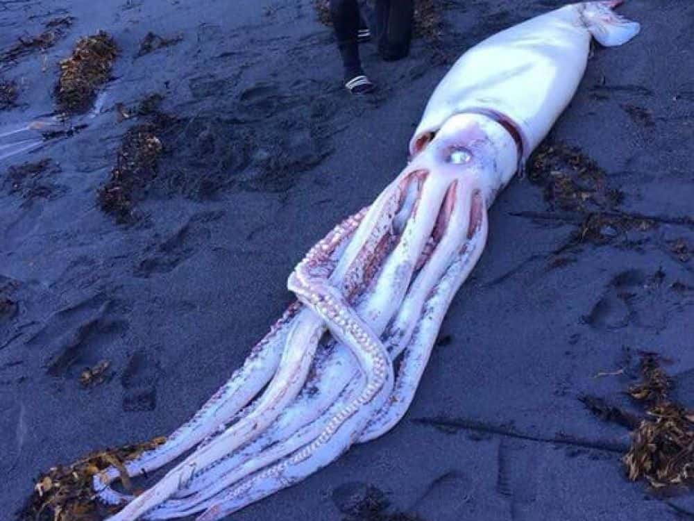 Un calamar géant échoué sur une plage de Wellington en Nouvelle-Zélande. Ce spécimen mesurait plus de quatre mètres. © Facebook, <em>Ocean Hunter Spearfishing & Freediving Sprecialists</em>