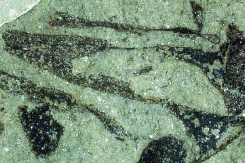 Les restes fossilisés de <em>Cooksonia pertoni,</em> une des plus anciennes plantes terrestres connues, aujourd'hui disparue. © National Museum, Wales