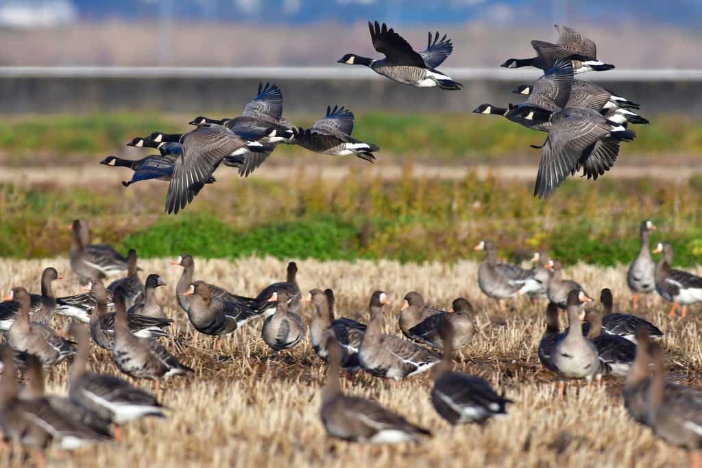 Oiseaux migrateurs. © Trogon, Adobe Stock