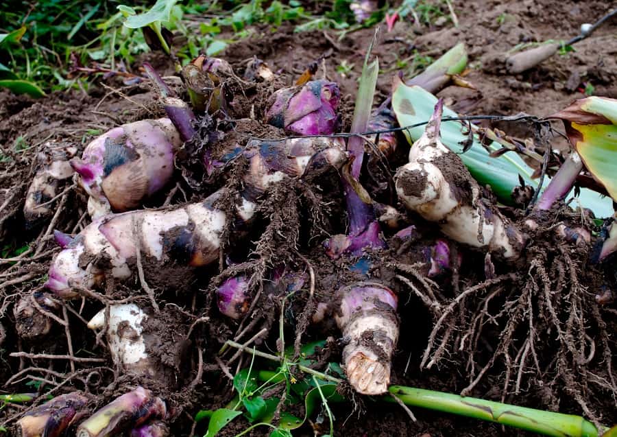 Rhizomes de cannas prêts pour la plantation. © Perytskyy, Adobe Stock