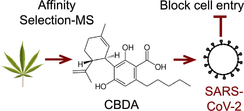 Le CBDA, un des composés du cannabis, bloque l'entrée du SARS-CoV-2 dans les cellules <em>in vitro</em>. Le CBGA a une action comparable. © Richard B. van Breemen et <em>al. Journal of Natural Products</em>