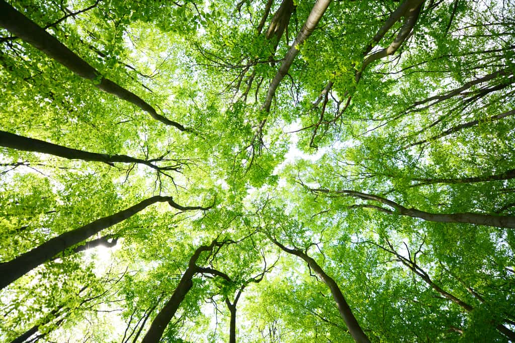 Une canopée correspond à la partie supérieure de la forêt et est parfois considérée comme un écosystème à elle seule. © Piotr Krzeslak, Adobe Stock