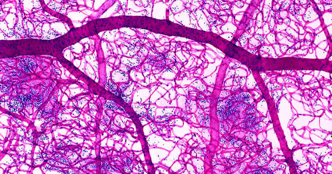 Cette image montre un réseau de capillaires sanguins. Ces vaisseaux mesurent seulement plusieurs dizaines de micron. En 2019, un nouveau réseau a été identifié dans les os. © dockstock, Kage, BSIP