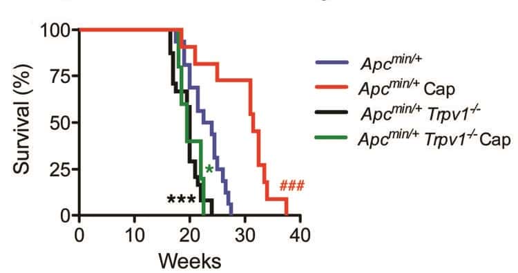 Des souris qui forment beaucoup de tumeurs intestinales survivent plus longtemps avec de la capsaïcine (en rouge) que sans (en bleu). En revanche, si elles n'expriment pas TRPV1 (en noir), elles survivent encore moins bien. © de Jong <em>et al, Journal of Clinical Investigation</em>.