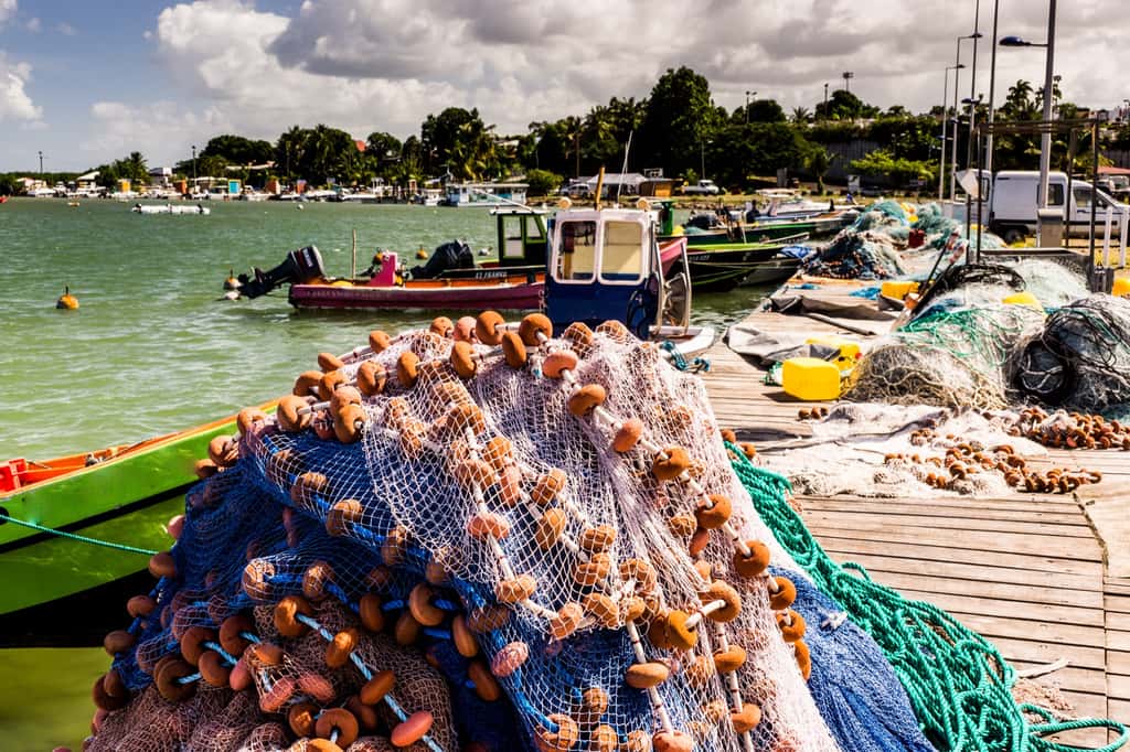 Le nombre de cas d'intoxication alimentaire a fortement augmenté, suggérant que de nouvelles espèces de poissons sont vectrices de la toxine de la ciguatera. Le Port de Sainte-Rose. Guadeloupe. © Roger, Adobe Stock