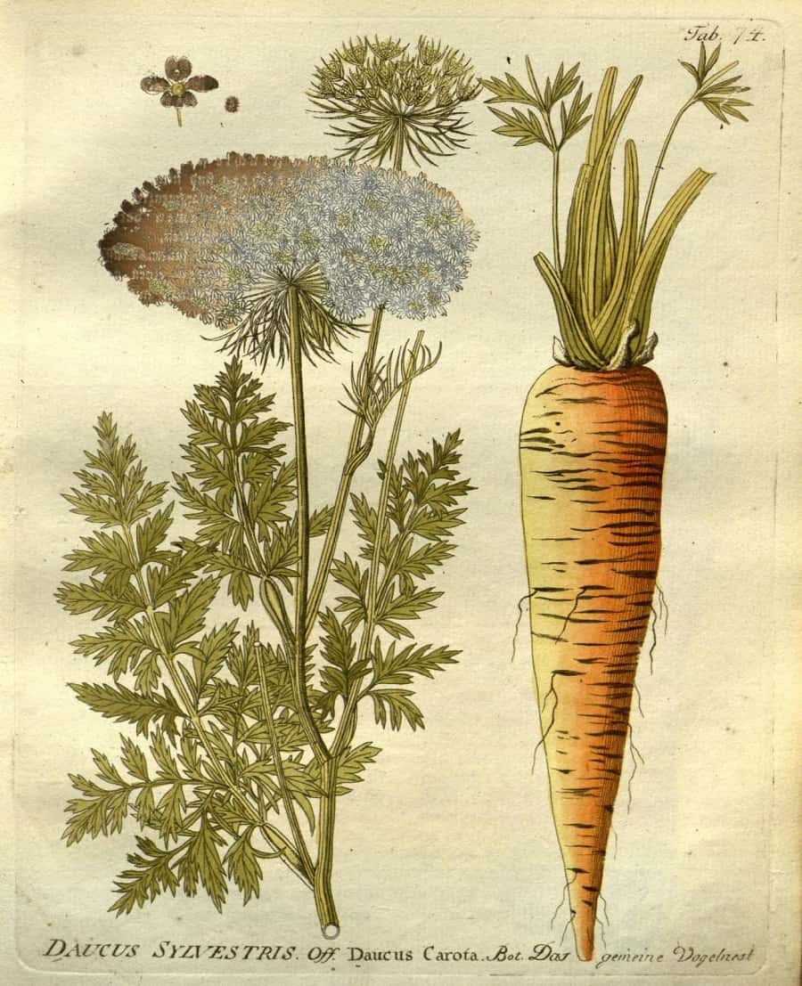 Graines dans les fleurs de carotte. © BHL, Domaine cublic