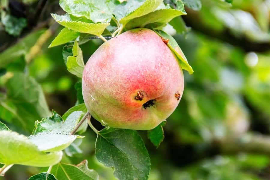 Pomme envahie par un carpocapse. © guitou60, Adobe Stock