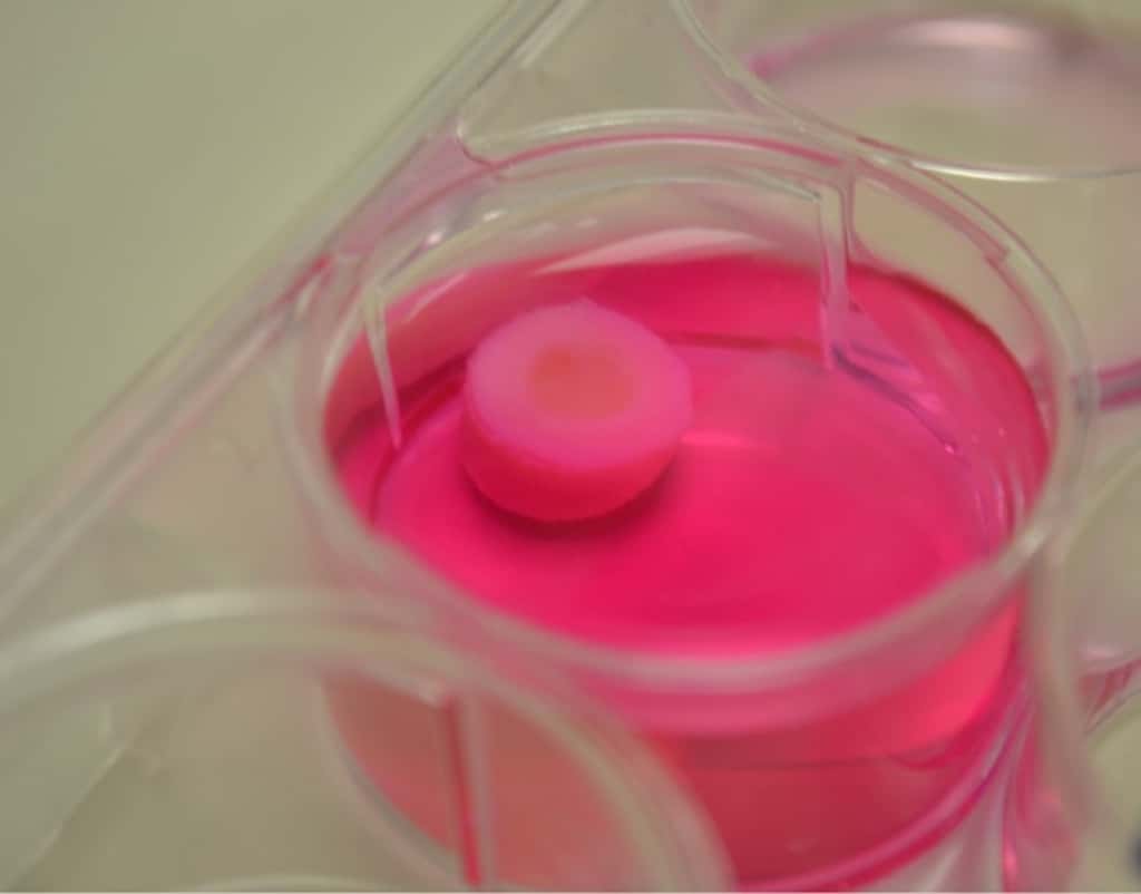 Le cartilage imprimé en 3D est placé dans un milieu nutritif. © Ozbolat, Penn State