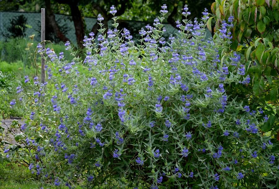 Caryopteris 'Heavenly Blue'Légende de l'image