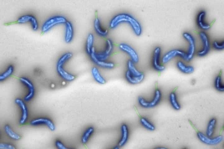 La bactérie <em>Caulobacter crescentus</em> vit en eau douce. © ETH Zurich