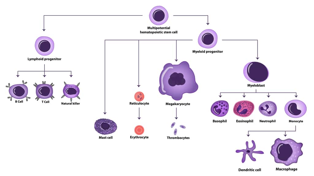 Les deux branches de l'hématopoïèse. La lignée myéloide qui donne naissance aux globules rouges, mastocytes, plaquettes, les cellules dendritiques, les polynucléaires et les macrophages (à droite). La lignée lymphoïde qui donne naissance aux lymphocytes B, T et aux <em>natural killers</em>. C'est cette dernière qui est stimulée par l'activité sportive. © extender_01, Adobe Stock