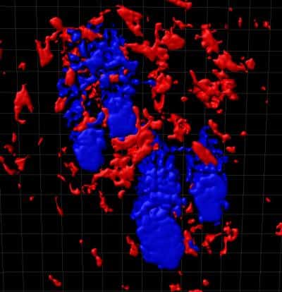 Section de peau avec, en bleu, les follicules pileux entourés de macrophages, en rouge. © Donatello Castellana, CNIO