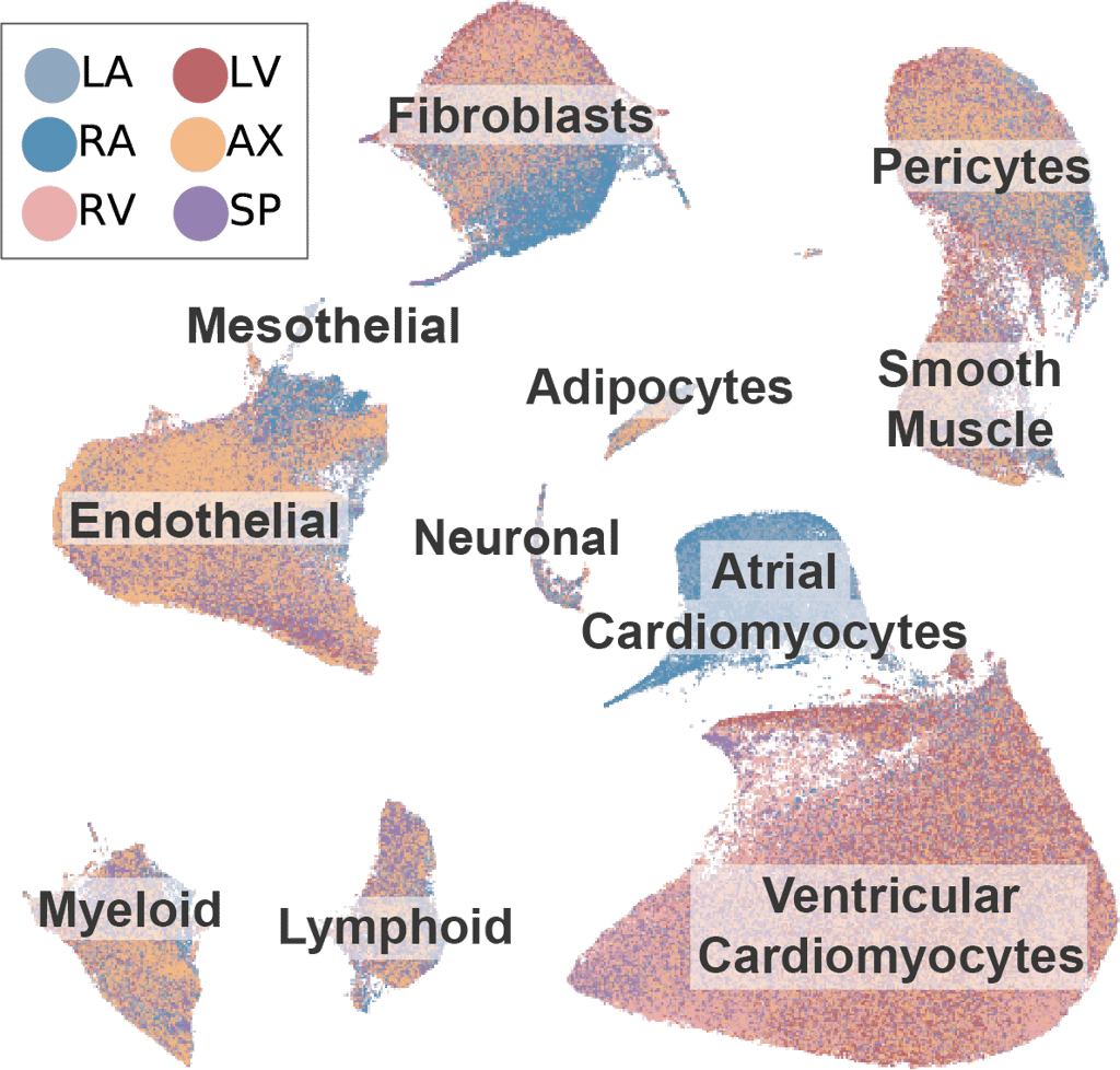 L'atlas du cœur découpé en six régions (atriums gauche et droit, ventricules gauche et droit, apex et septum interventriculaire). © Human Cell Project