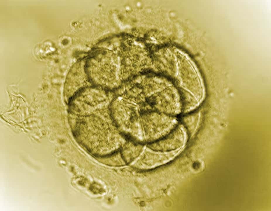 « <em>L’embryon humain est certes une personne potentielle, mais ce n’est pas une personne</em> ». © Pierre Jouannet - DR
