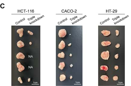 Les facteurs de contrôle clés ont été appliqués à de véritables cellules de cancer du côlon et à des modèles animaux de cancer du côlon afin de vérifier expérimentalement l'effet de la réversibilité du cancer. Les facteurs de contrôle clés ont réduit de manière significative la prolifération de trois lignées cellulaires de cancer du côlon, ce qui a été confirmé de la même manière dans les modèles animaux. © KAIST, <em>Laboratory for Systems Biology and Bio-Inspired Engineering</em>