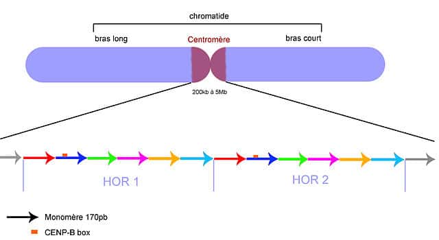 L'ADN centromérique est organisé selon des motifs répétitifs (HOR) © Nainscription, Wikimedia Commons CC BY-SA 2.5