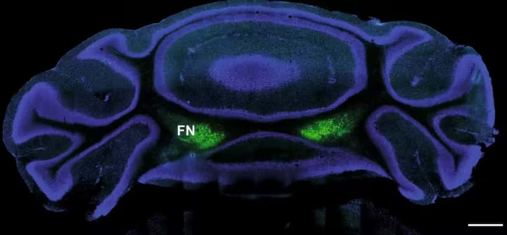 Le « noyau fastigial » est visible en vert sur l’image de microscopie du cerveau du souris. Il fait partie du cervelet, la région bleue environnante. La barre d’échelle représente 0,5 millimètre. © JL Frontera et collaborateurs, <em>Nat. Comm</em>., 2023, CC by