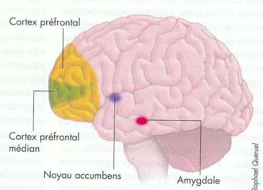 Le cortex préfrontal médian est une zone du cortex préfrontal aux rôles complexes. © Raphael Queruel