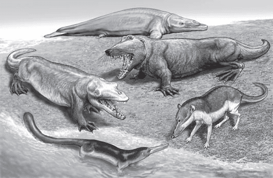Illustration de cinq cétacés ayant vécu durant l'Éocène. Dans le sens des aiguilles d'une montre, en partant du haut : <em>Dorudon </em>(~39 millions d'années et l'un des derniers archéocètes), <em>Ambulocetus </em>(~49 millions d'années), <em>Pakicetus</em> (~50 millions d'années), <em>Kutchicetus </em>(~45 millions d'années) et <em>Rodhocetus </em>(~45 millions d'années). © Thewissen <em>and</em> Williams, 2002